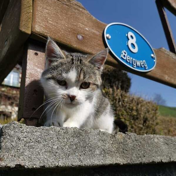 Katze