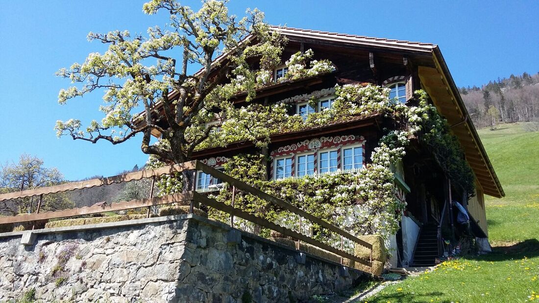 Das Bed and Breakfast Oberhofstatt im Frühling mit blühendem Baum vor dem Haus.